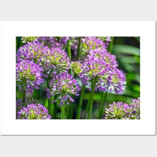 Light purple Allium flowers in a garden Posters and Art